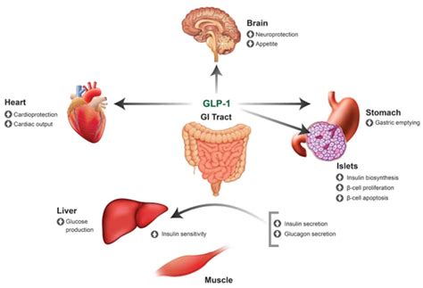 What are the Advantages of Taking GLP's for Diabetes?