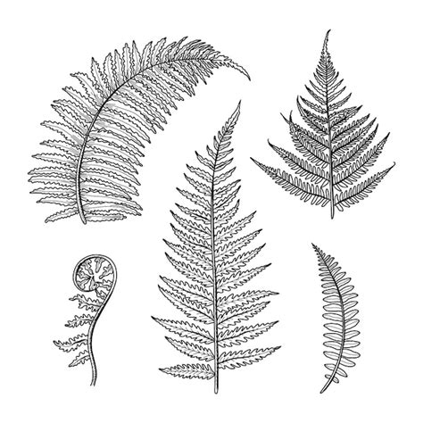 Free Vector | Hand drawn fern drawing illustration