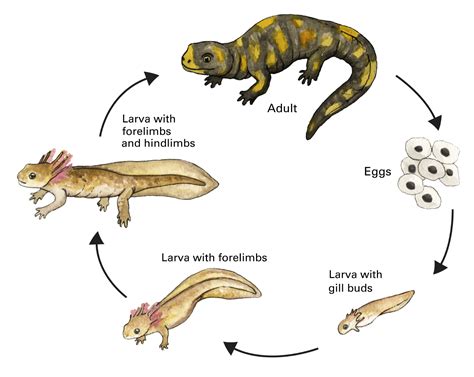 Iowa's Nature Series Educational Graphics | Natural Resource Stewardship