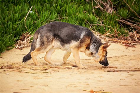 The Ultimate Guide To German Shepherd Obedience Training