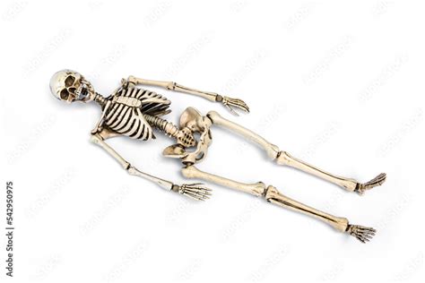 Human skeleton lying down. death concept. isolated on white background. Stock Photo | Adobe Stock