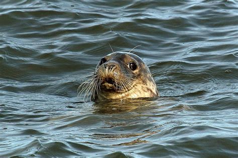 Wildlife and Landscapes: Grey Seals