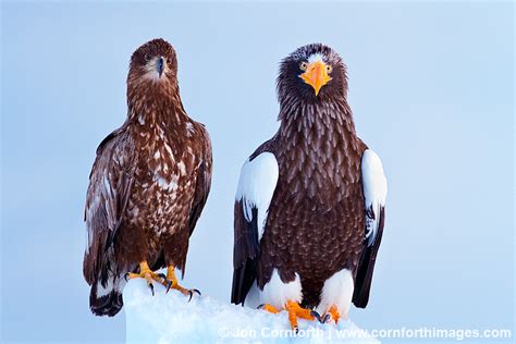 Steller's Sea Eagle Juvenile & Adult Photo, Picture, Print | Cornforth ...