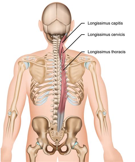 Paraspinal Muscles - Crush Back Pain