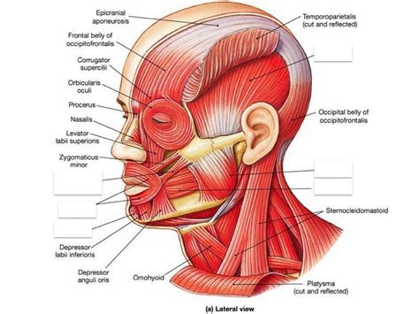 Muscles of Mastication & Facial Expression (1) Diagram | Quizlet