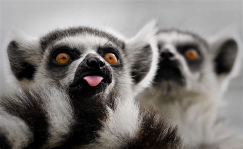 Lemur Tongue (D3A_2187) | Steve Harris | Flickr