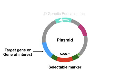 What is a Marker Gene? – Genetic Education