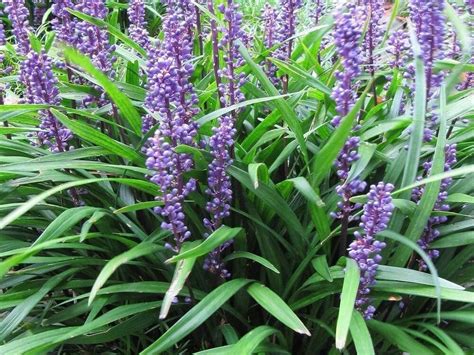 Big Blue Liriope Lilyturf ( monkey grass ) - Live Plant ship 4 inch pot ...