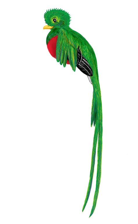 Exquisite Drawing of a Quetzal Bird in a Tropical Forest