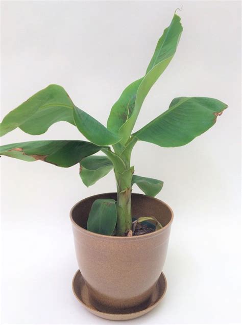 Super Dwarf Banana Plant | Banana plants, Plants, Indoor fruit trees