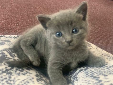 SOLD! READ DESCRIPTION!!! CHEAPEST BEAUTIFUL BLUE EYED GREY KITTEN. | in Hayes, London | Gumtree