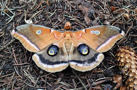 Polyphemus Moth, description, size, photographs