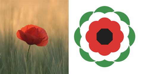 A red, green, white and black poppy for Palestine this Remembrance weekend – T-VINE