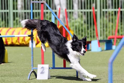 How to Train Your Border Collie (and What Is It Smart Enough to Learn)