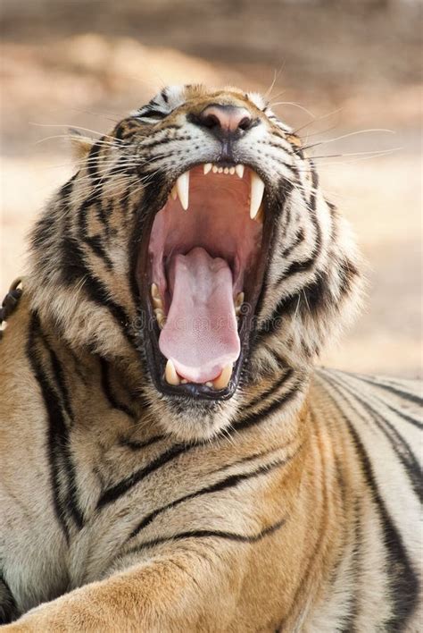 Growling tiger stock photo. Image of tame, face, animal - 25405064