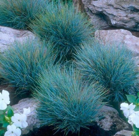 Festuca 'Elijah Blue' Fescue Grass - Hello Hello Plants