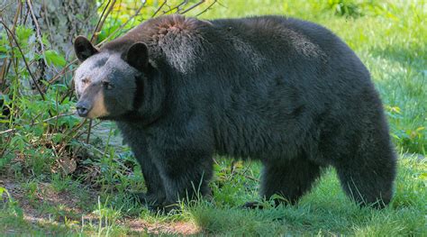 Black Bears - Grandfather Mountain