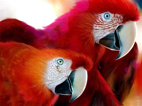 Red parrots wallpapers and images - wallpapers, pictures, photos