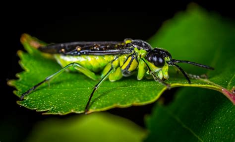 Selective Focus Photography of Green and Black Winged Insect Perched on Green Leaf · Free Stock ...