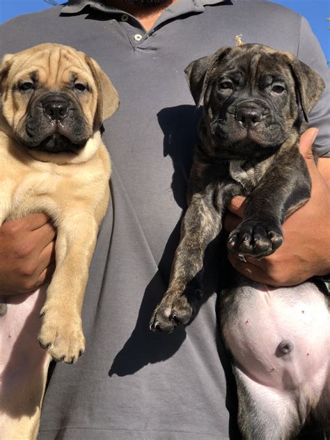 Bullmastiff Puppies For Sale | Ventura, CA #303844