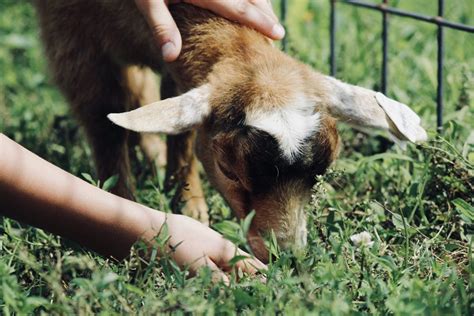 Petting Zoo back in September of 2024 - Robinette's Apple Haus & Winery