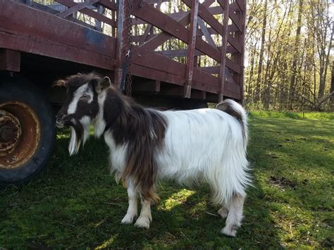 Miniature Silky Fainting Goats - Chapman Family Farms