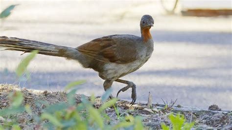 Superb lyrebird | bird | Britannica