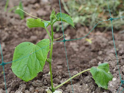 16 DIY Cucumber Trellis Ideas That Are Easy to Build