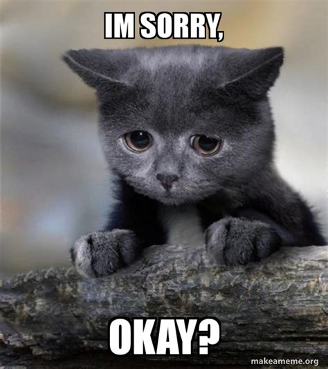 Im sorry, Okay? - Confession Cat Meme Generator