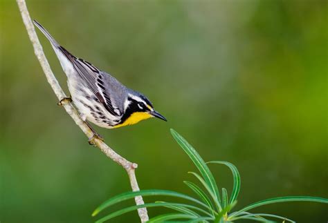 Yellow-throated Warbler | Audubon Field Guide