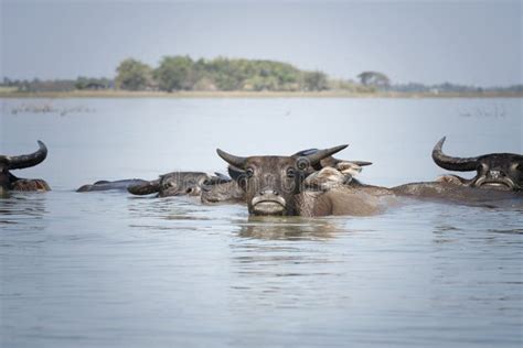 Water buffalo stock image. Image of farming, landscape - 137454333