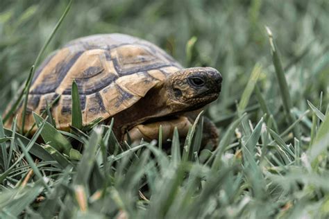 Difference Between Mammals And Reptiles