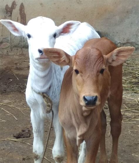 Desi Cow. Gau Mata. Calf | Cute baby cow, Cow pictures, Fluffy cows