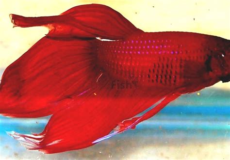 Betta - Red Male Betta Fish