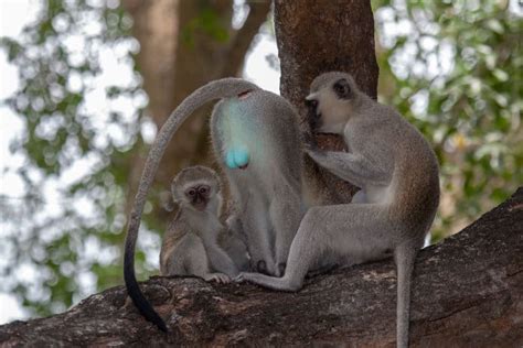 Vervet Monkey Guide – Protecting a Fascinating African Primate