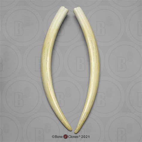 Walrus Tusks (pair) - Bone Clones - Osteological Reproductions