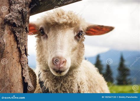 Portrait of Funny Sheep Looking at Camera. Stock Image - Image of region, outdoors: 102567133