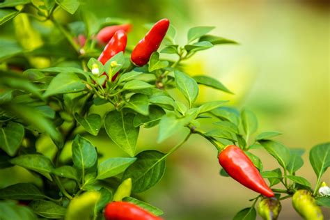 5 Simple Steps to Revive Your Drooping Pepper Plant | Garvillo