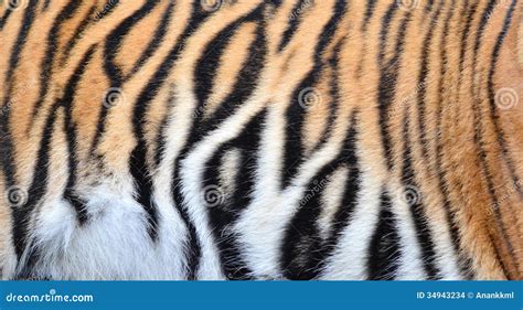 Bengal Tiger Fur Stock Images - Image: 34943234