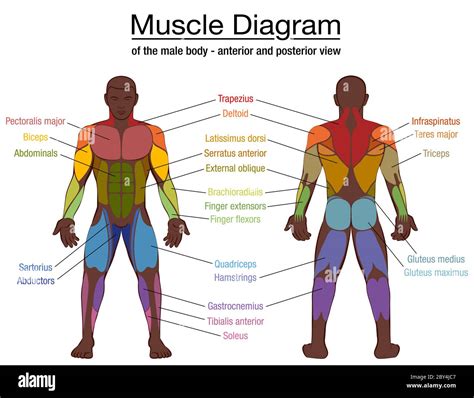 Muscle diagram, most important muscles of an athletic black man, anterior and posterior view ...