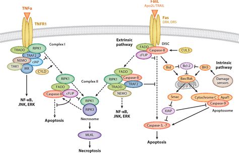 Figure 1 from Regulated cell death: signaling and mechanisms. | Semantic Scholar