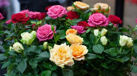 Miniature Roses: Everything You Need To Know Before Planting