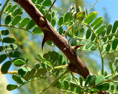 The knob thorns are flowering | The Slowvelder