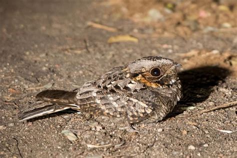 Birds of the Night - Dave's Garden