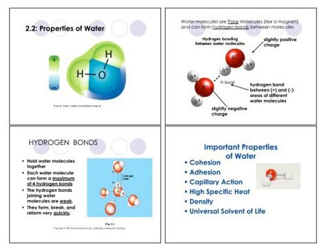 Important Properties of Water - nnhsbergbio