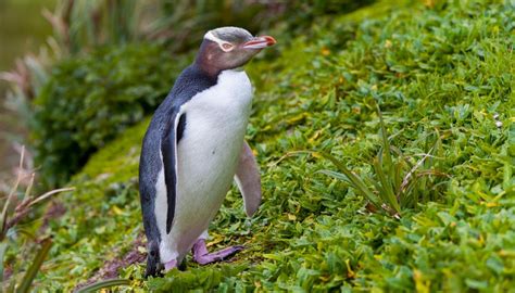 Rare Anti-Social Penguin Wins New Zealand Bird Of Year - spacedoutradio