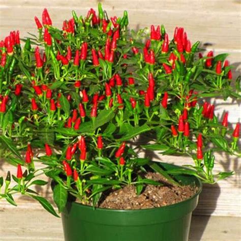 Thai Sun Hot Pepper Capsicum Annuum Ornamental Chili Seeds | Hot ...