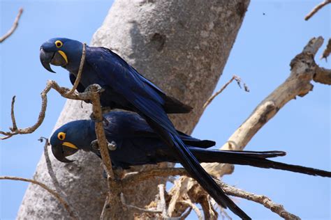 Brazil Ecoexplorer - Nature & Wildlife tours, Birding trips, Amazon & Pantanal Tours: PANTANAL ...