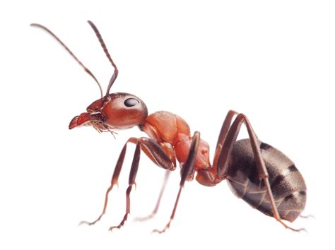 Ant Identification Guide - How To Identify Ants - DoMyOwn.com