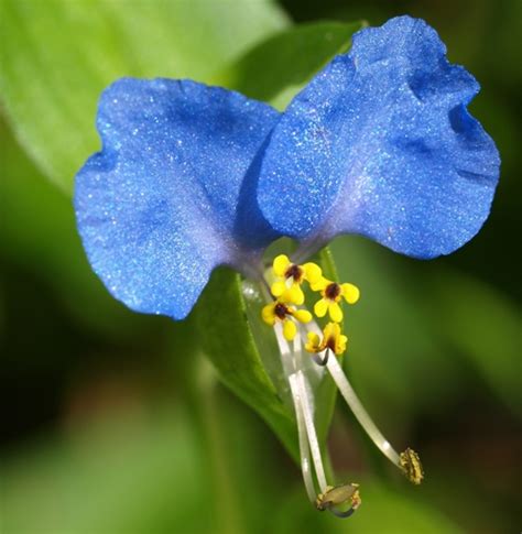 Commelina communis